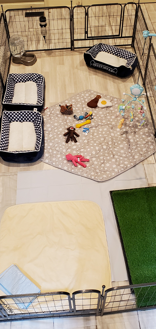 puppy-play-area